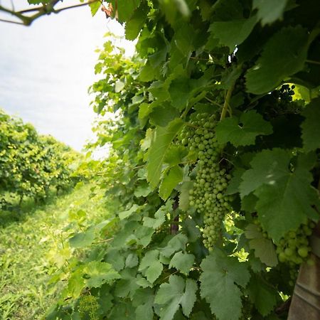 Regina Nel Cuore Del Veneto Codognè Екстериор снимка
